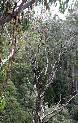Trees from 33 metres
