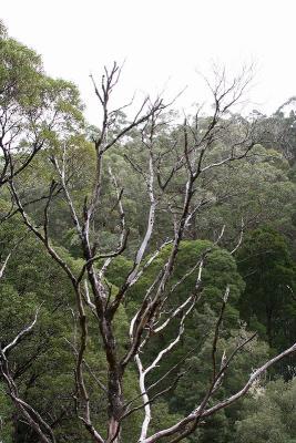 Trees at 22 metres