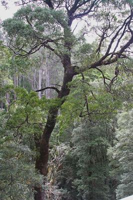 Trees around 17 metres off the ground
