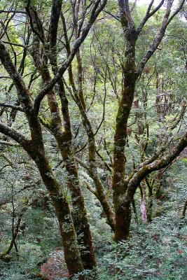 Trees around 15 metres off the ground