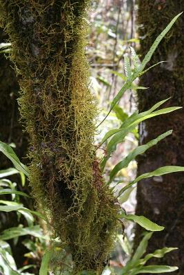 Lichen and leaves