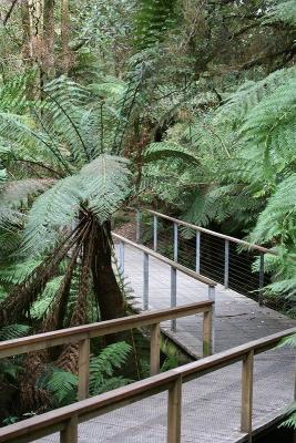 Forest pathway