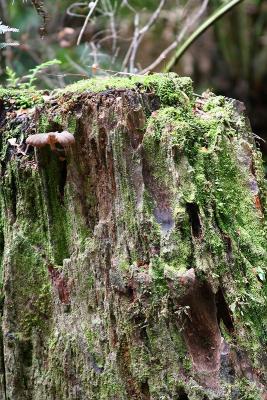 Stump of interest