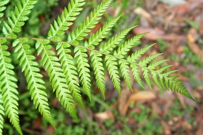 Soft fern leaf