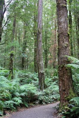 Forest floor pathway