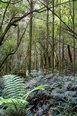 The floor of the forest