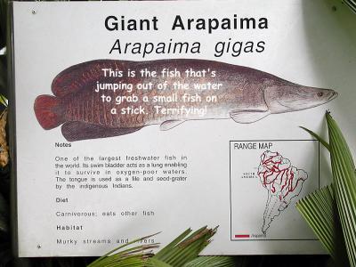 Giant Arapaima