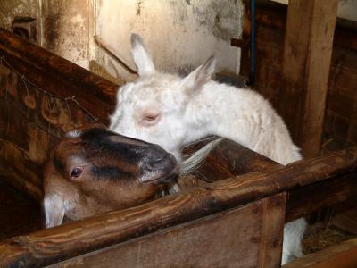 Goats kissing....ahhhhhh!
