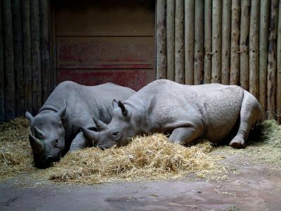 Tired Rhino's