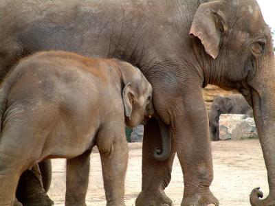 Baby and Mother