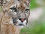 Cougar (Puma concolor)