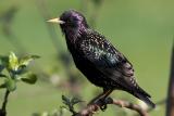 Starling