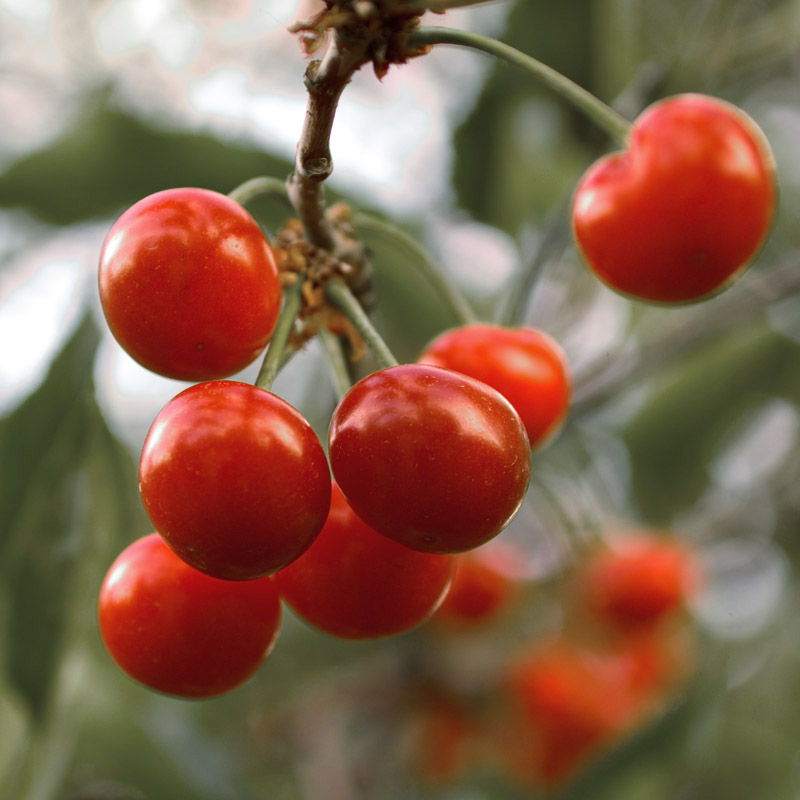 Pie Cherries II