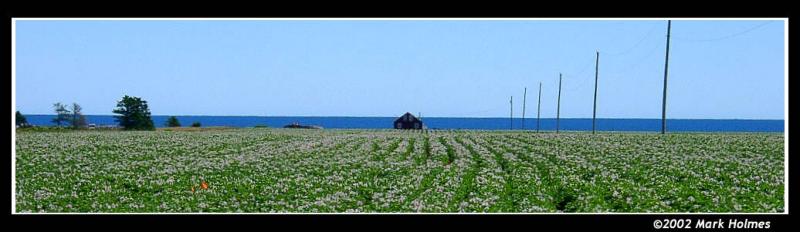 Potato Fields