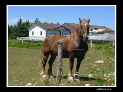Irish Moss Horse - Prince Edward Island