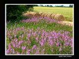 Fireweed and Hay bales - Prince Edward Island