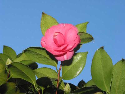 our camelias fire up