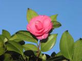 our camelias fire up