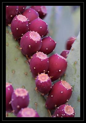 Cactus Fruit