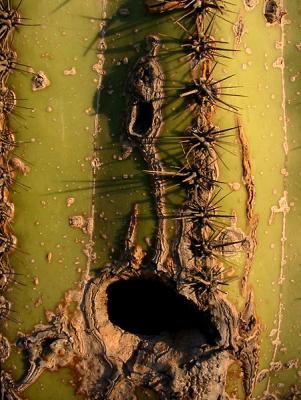 Cactus Home