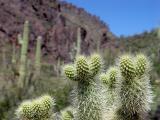 Cactus1.jpg