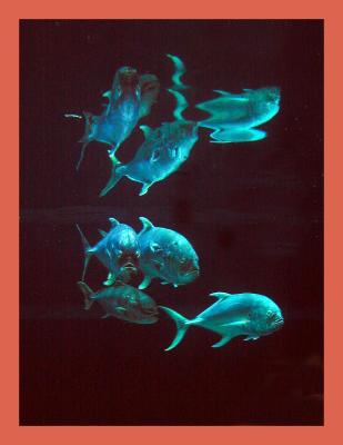 webfishreflections.jpg