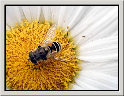 webflowerfly.jpg
