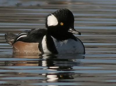 Hooded Merganser male (20D)IMG_1531_filtered pbase 1-3-05.jpg