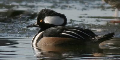 Hooded Merganser male (20D) IMG_1529_filtered pbase 1-3-05.jpg