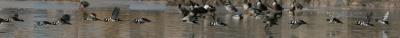 Hooded Mergansers flying (20D) IMG_1638_filtered pbase 1-5-05.jpg