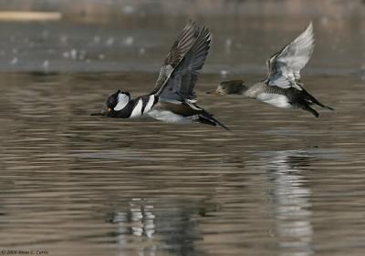 Hooded Mergansers (one flying) 20D IMG_1638_filtered pbase 1-5-05.jpg