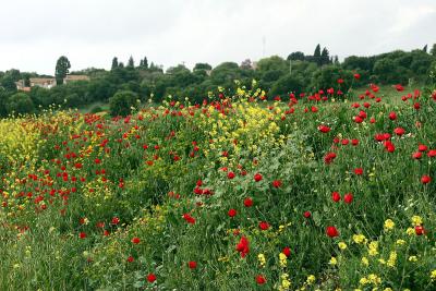 Wild flowers, Kibbutz Alonim (558a)