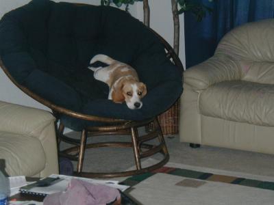 slithering beagle