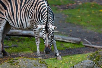 CRW_8335_RT16.jpg