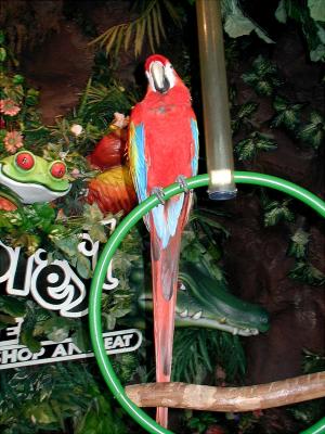 Rainforest Cafe bird, Cancun Mexico