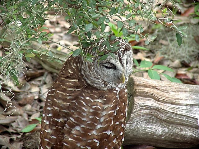Owl  2005