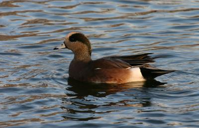 American Wigeon