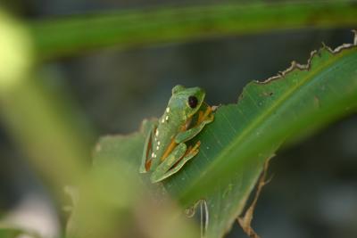 Red-eyed Treefrog