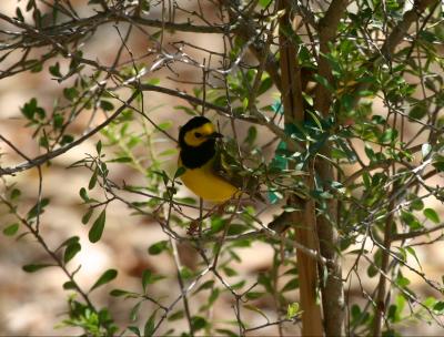 Hooded Warbler