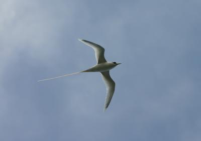 White-tailed Tropicbird