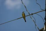 Western Kingbird