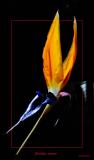 Bird of Paradise (Strelitzia reginae)