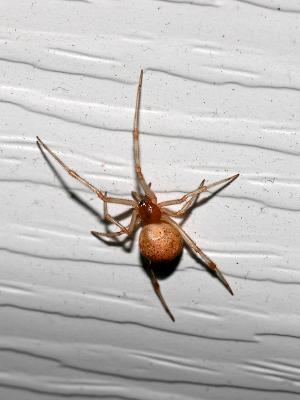 wSpider1 Jan 1 2005 Orig.jpg