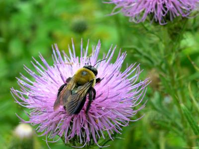 Bumble Bee on Thistle