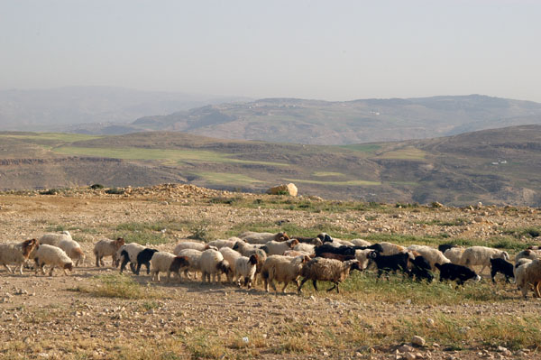 Flock of sheep grazing on Mt. Nebo