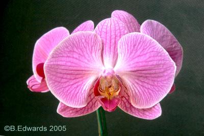 Moth Orchid for Easter