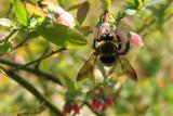 bee & a bud