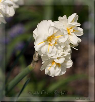 spring_things_2005