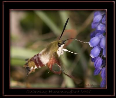 Snowberry Clearwing Hummingbird Moth one IMG_8459 copy.jpg