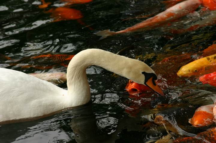 swan and carps